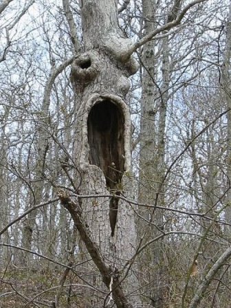 Creepy trees