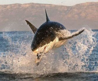 Great white shark on a hunt