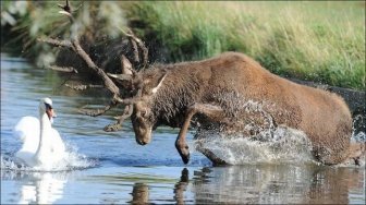 Deer vs Swan Fight 