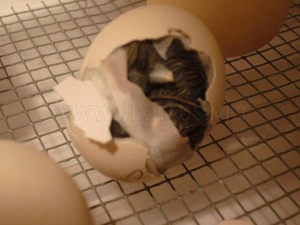 How an Egg Became a Chicken 