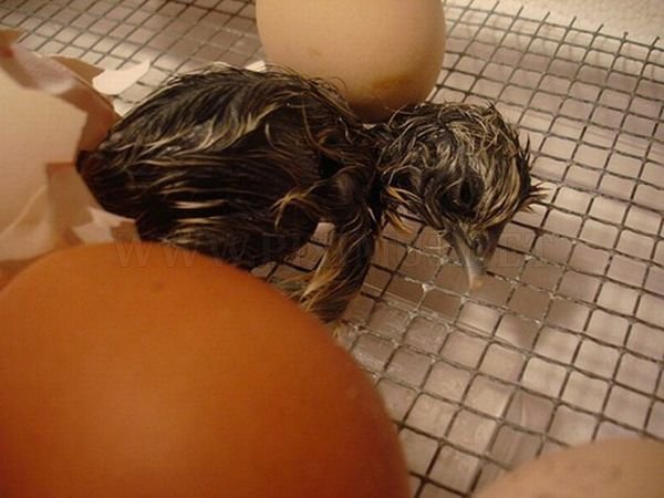 How an Egg Became a Chicken 