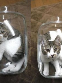 Two Cats One Jar 