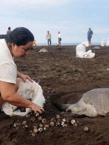 Collecting Sea Turtle Eggs in Costa Rica 