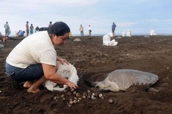 Collecting Sea Turtle Eggs in Costa Rica 