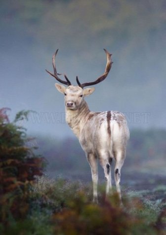 2011 Best Wildlife Photos 