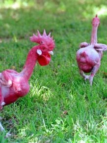 Featherless Chicken 