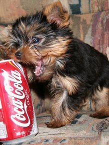 Puppies The Size Of Soda Cans