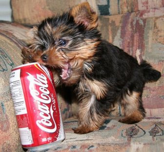 Puppies The Size Of Soda Cans
