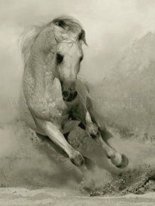 Horses photography