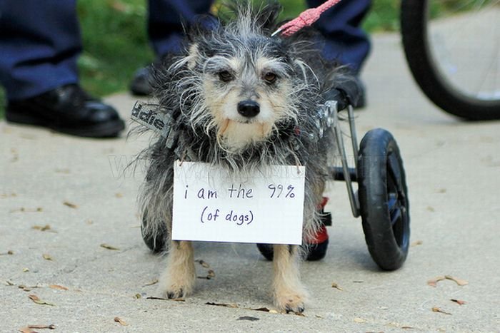 The Dogs Of Occupy Wall Street 