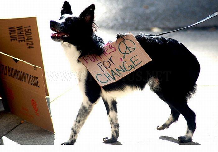 The Dogs Of Occupy Wall Street 