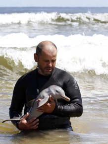 Rescued baby dolphin