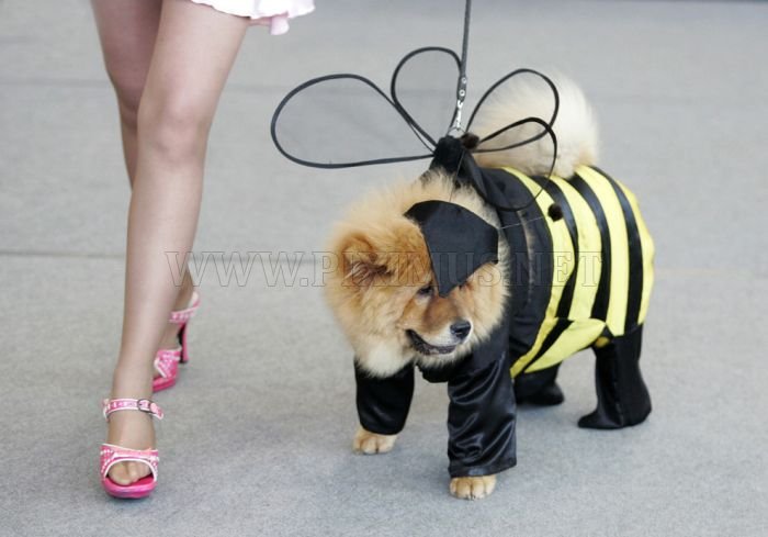 Dressed Up Dogs