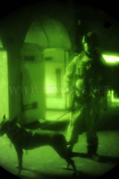 Military Dogs at Night