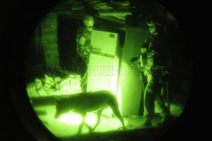 Military Dogs at Night
