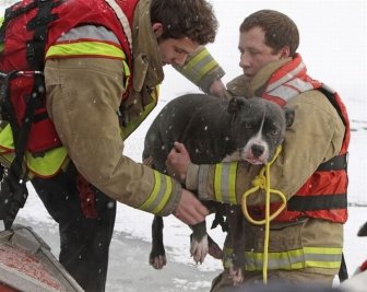 Animals Being Rescued 