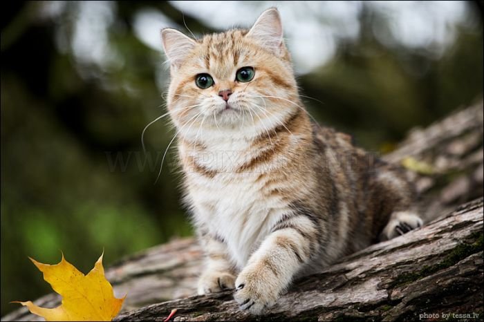 British Shorthair Cat in a Fall Mood 