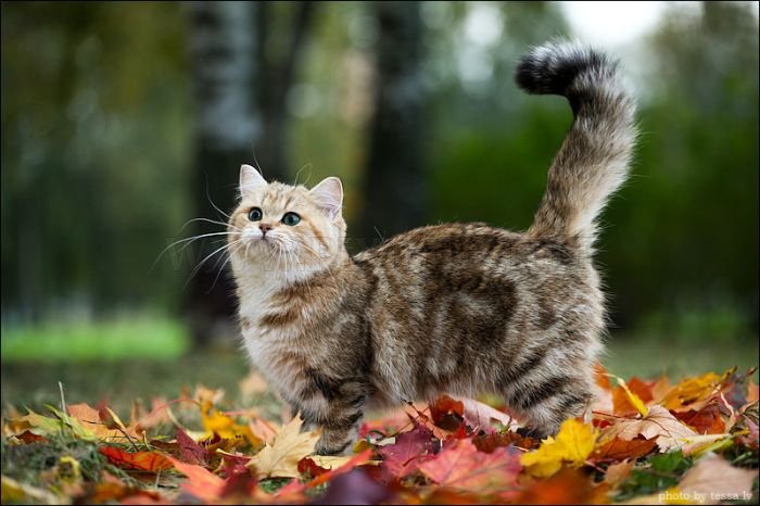 British Shorthair Cat in a Fall Mood 