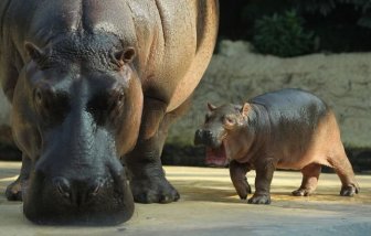 Baby Hippo and Its Mom in Berlin Zoo 
