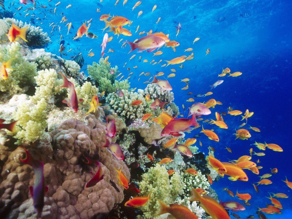 Beauty of the underwater world