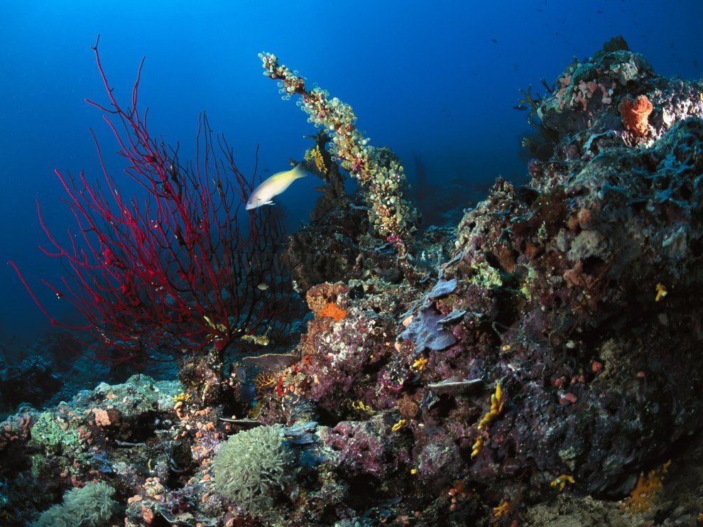 Beauty of the underwater world