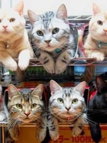 How to organize your cats