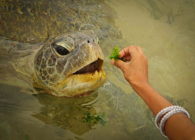 Turtles eating things