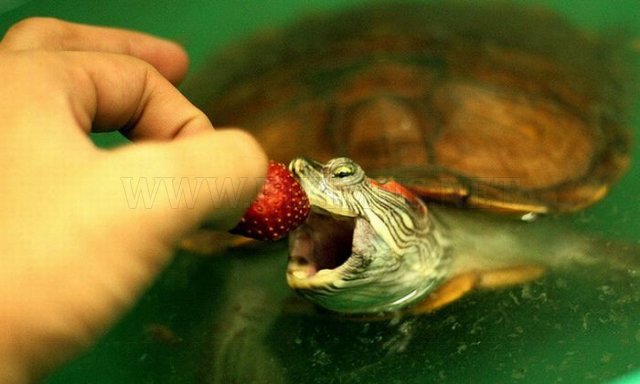 Turtles eating things