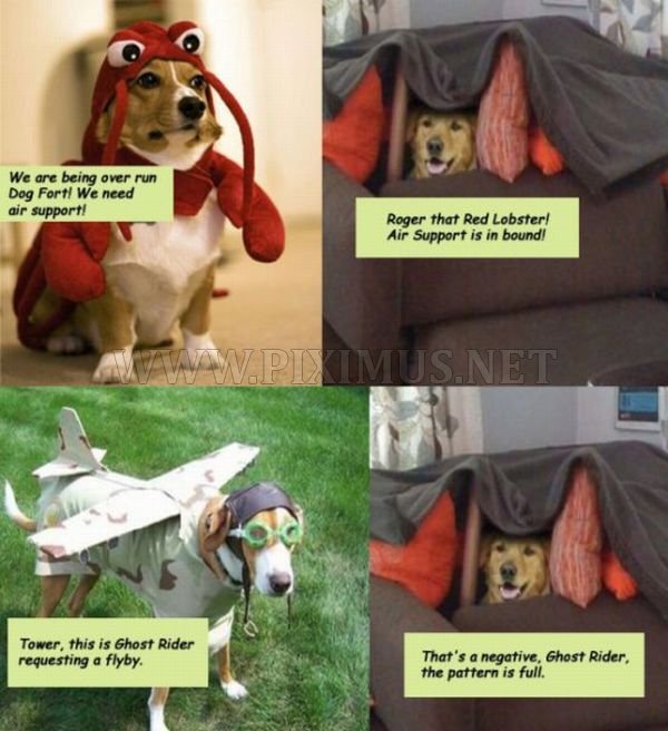 Dog Fort comics