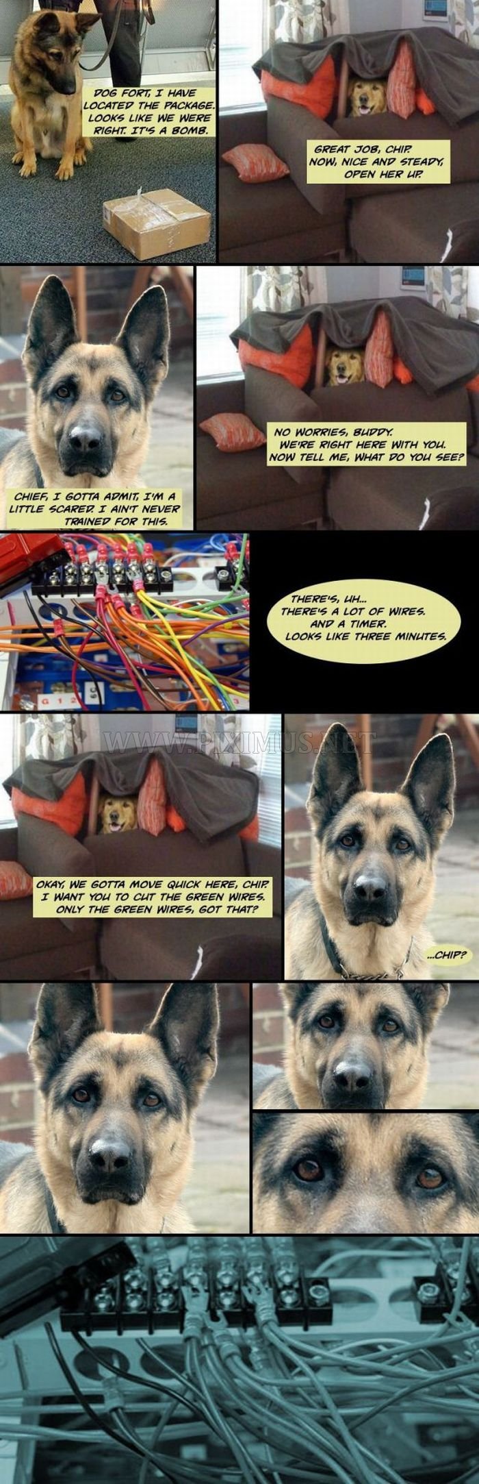 Dog Fort comics