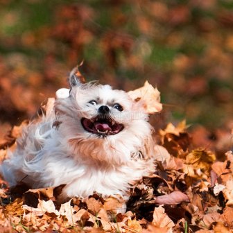 Dogs play in leaves