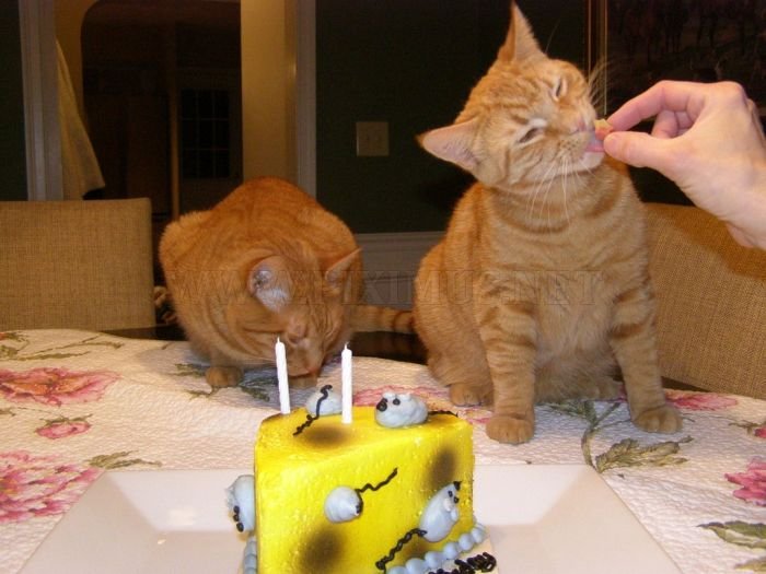 Cats Birthday Party 