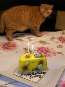 Cats Birthday Party 