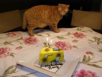 Cats Birthday Party 