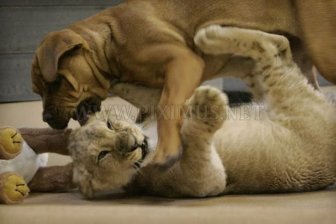 Baby lion wrestling with dog