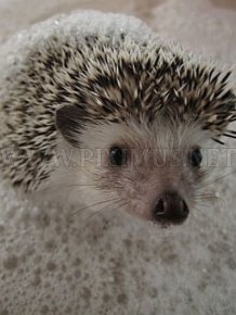 Hedgehogs taking bath
