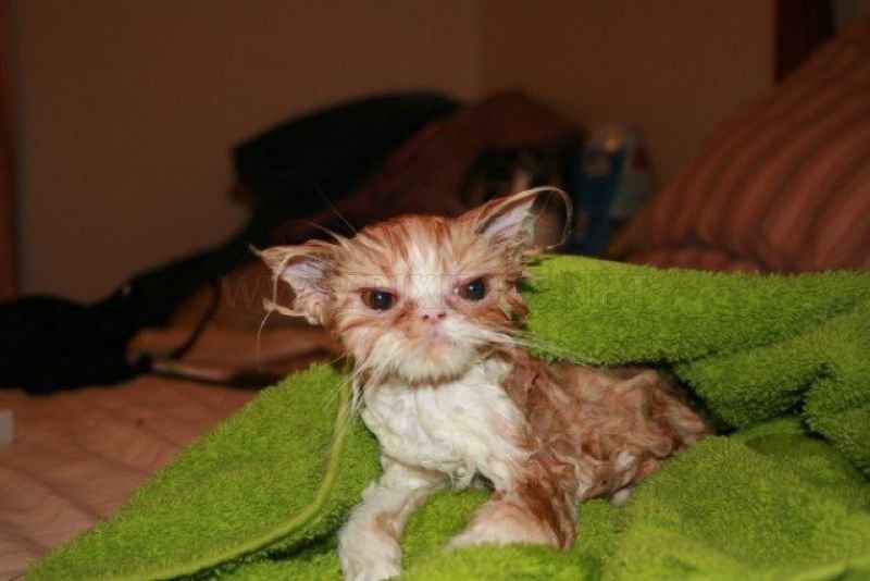 Kitty of wet 22 Hilarious