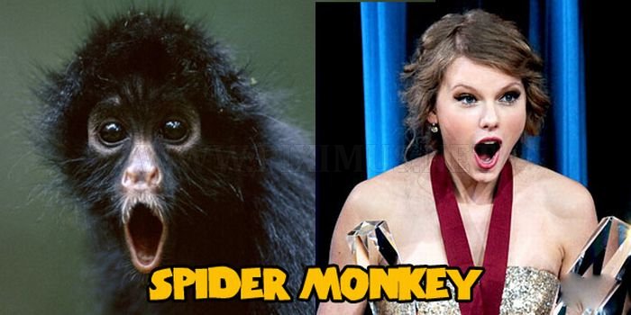 Animals That Look Like Taylor Swift 