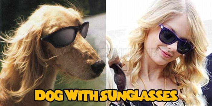 Animals That Look Like Taylor Swift 