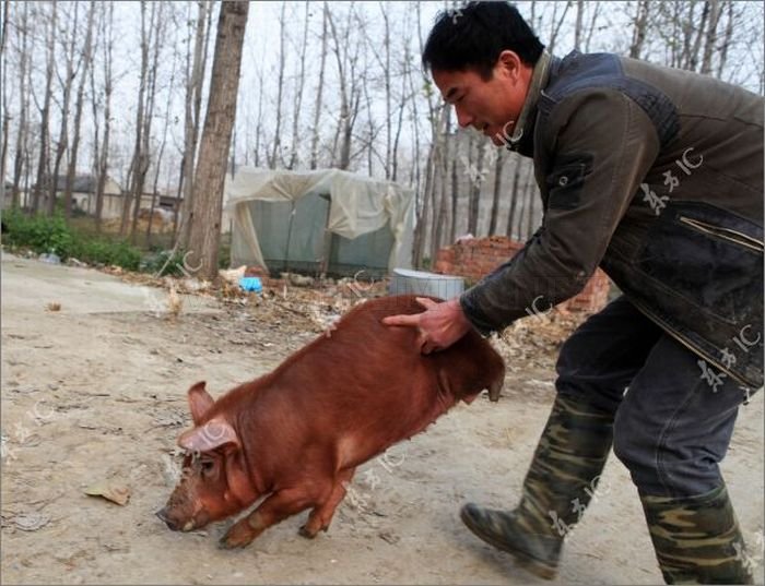 Disabled Pig Learned to Walk on Two Legs 
