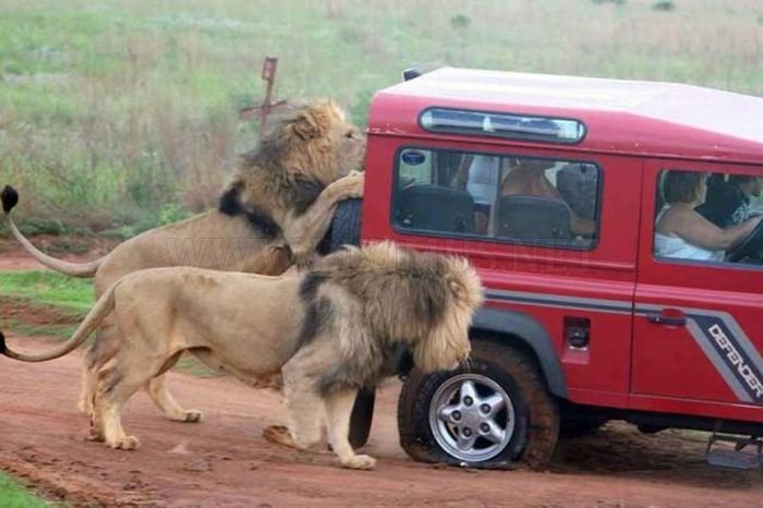 Only in Africa, part 2