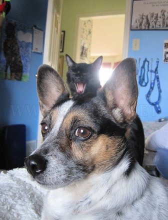 Adorable Cats and Dogs Photobomb Each Other