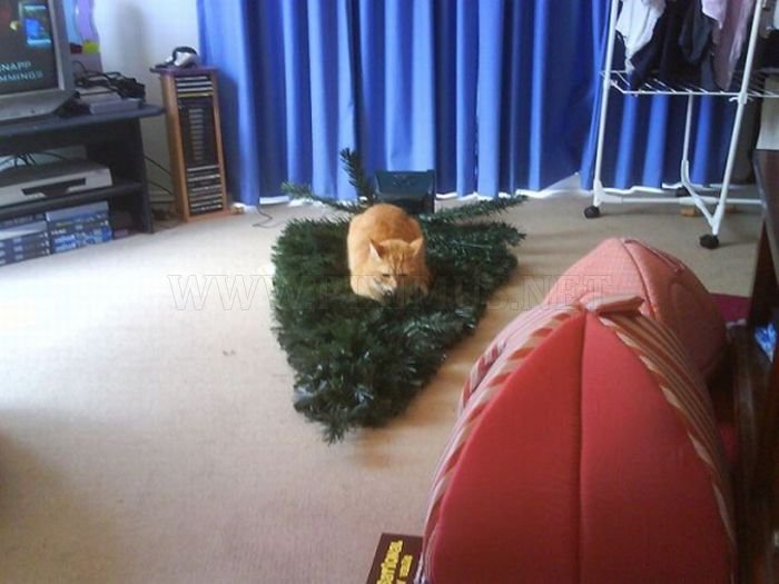 Cats Hate Christmas 