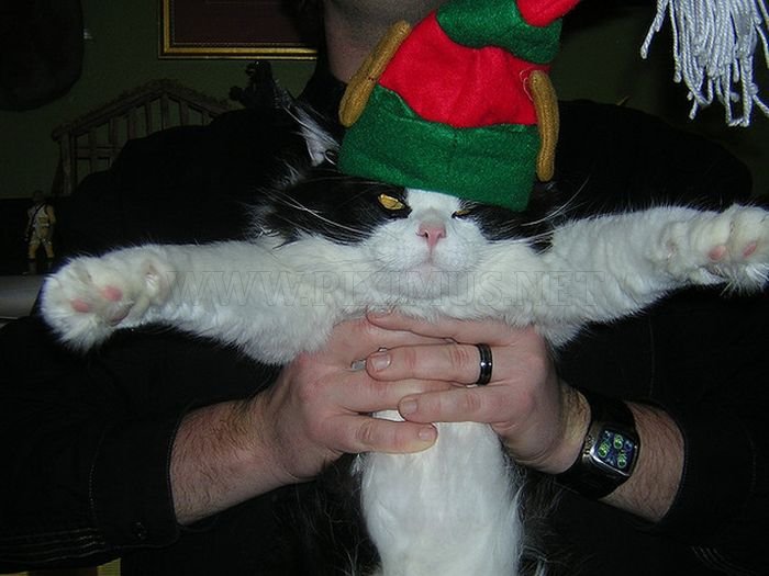 Cats Hate Christmas 