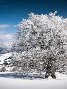 Beautiful Winter Photography