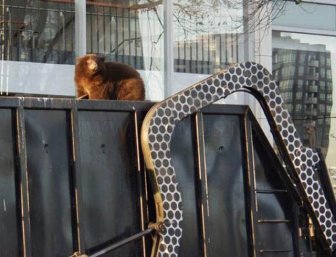 18 Month Old Bear Cub Captured In Down Town Vancouver