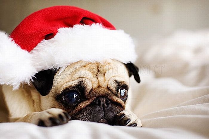 Cute Animals Dressed For Christmas 