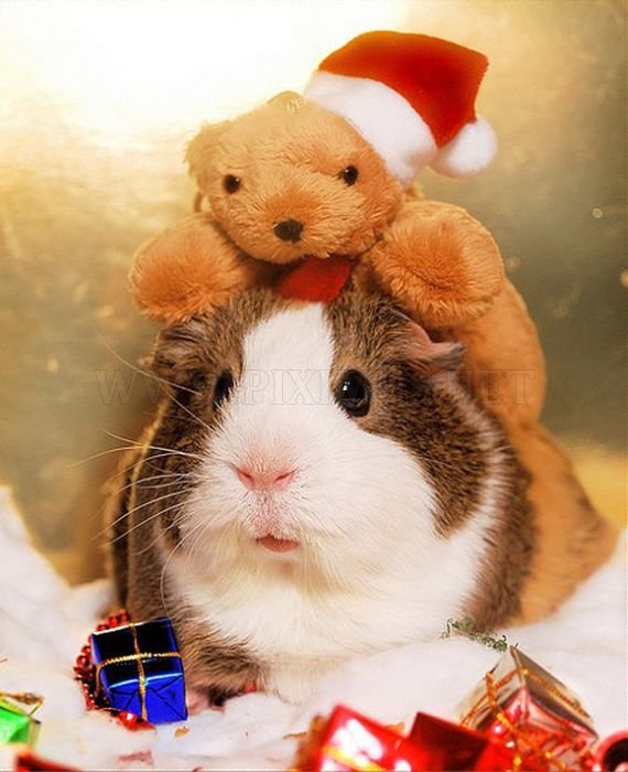 Cute Animals Dressed For Christmas 