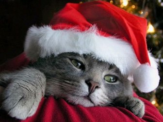 Cute Animals Dressed For Christmas 