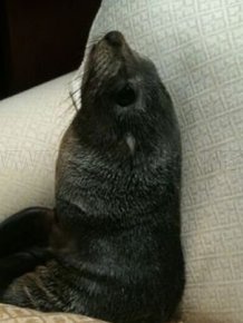 Baby Seal Occupies a House 